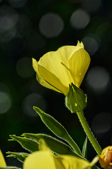Yellow Flower and Bokeh