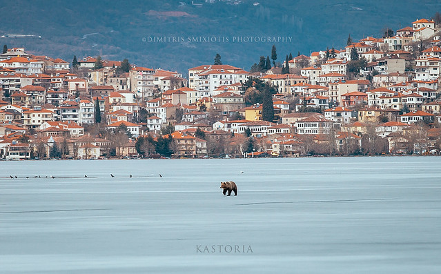 Bear walking on the frozen lake