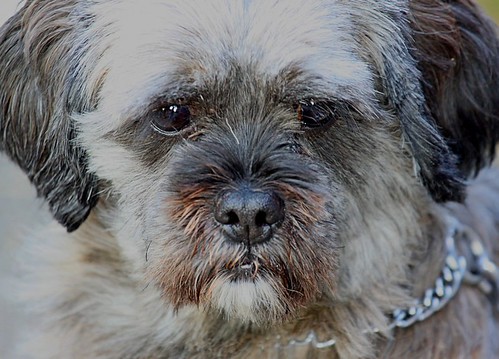cute puppy | by Ingrid Friis Photo