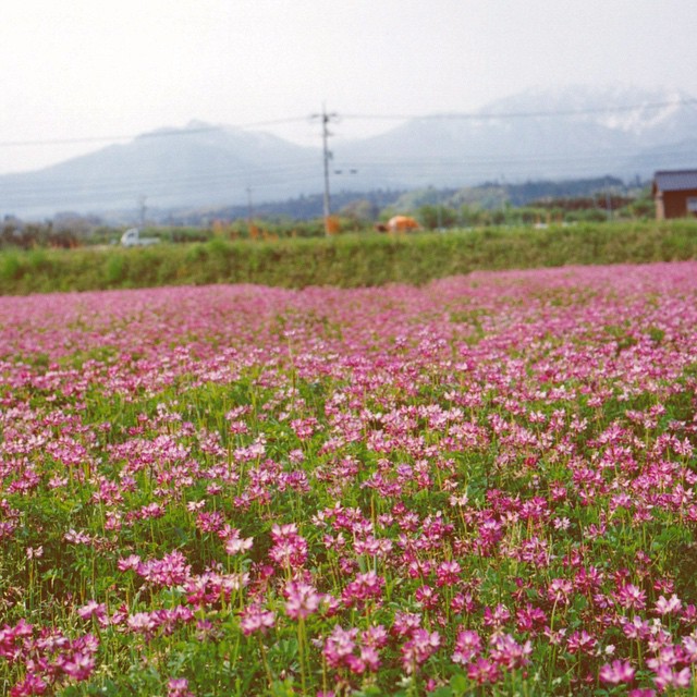 レンゲソウが満開です 花の後はそのまま田んぼの土に混ぜこんで肥料になるそうです On Instagram Ift Flickr