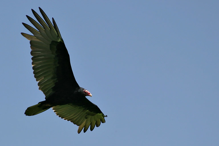 A Turkey Vulture