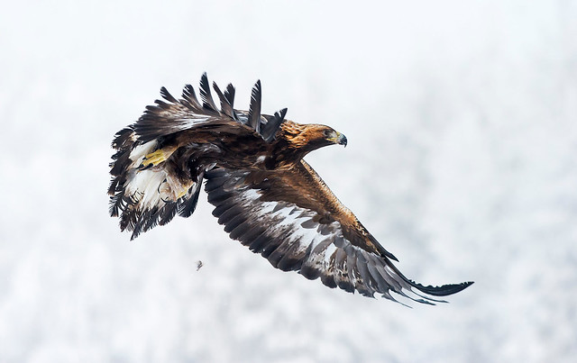 Golden Eagle hides for hire / Vuokraa kotkakoju