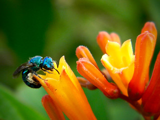 Blue Bee on Firebush | by bob in swamp