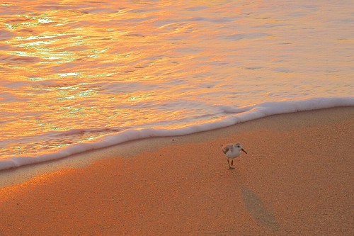 ocean beach sunrise dawn surf foam sandpiper