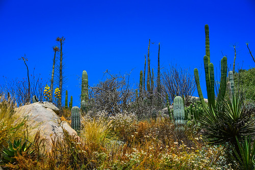 california park ca cactus plants usa plant america landscape zoo us san unitedstates sandiego wildlife diego calif safari cal american paysage parc escondido