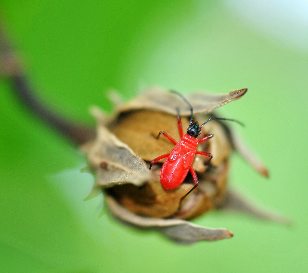 Chirkoot Insect DSC_0305 | jirikoo | Flickr