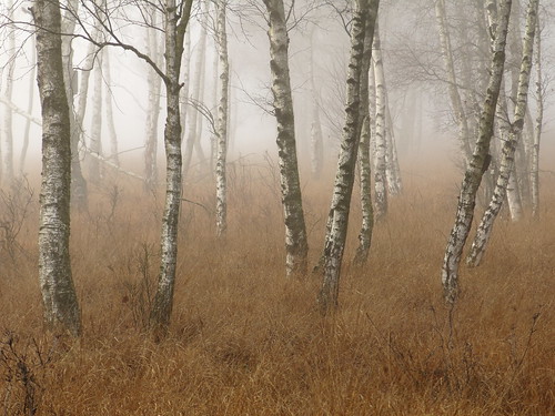 autumn mist fog forest woodland woods hamburg foggy autumncolours birchwood birchtrees naturschutzgebiet inthewoods hamburggermany driedgrasses duvenstedterbrook preservearea nsgduvenstedterbrook