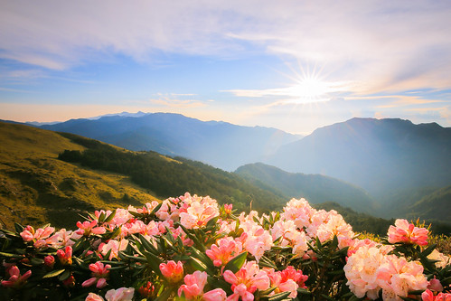 sunrise canon taiwan rhododendron 6d 合歡山 nantou 日出 alpinerose hehuanshan 星芒 玉山杜鵑 合歡尖山 mthehuan 高山杜鵑 ef1635mmf4lisusm