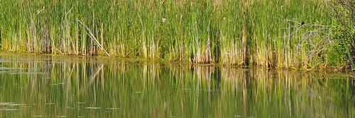 reeds reflections pond water edge nature