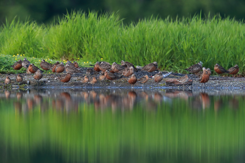 Limosa haemastica | Hudsonian Godwit | hudsonspov