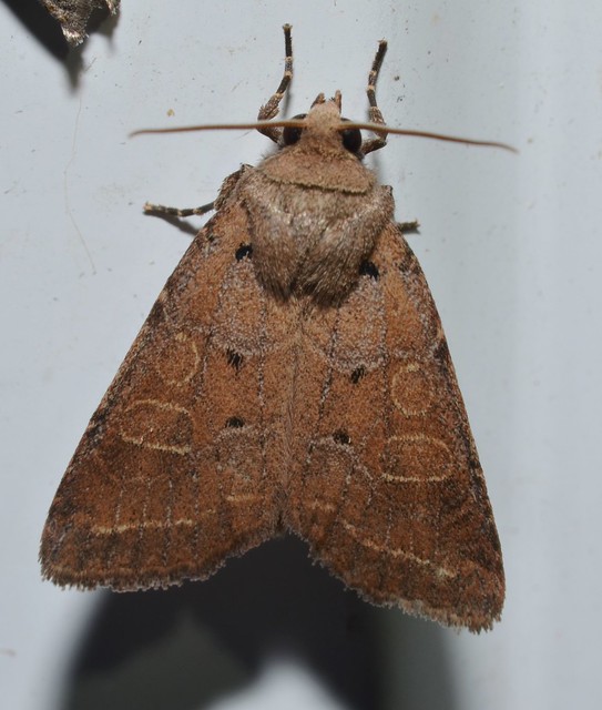 #10502 – Orthimella fidelis – Intractable Quaker Moth