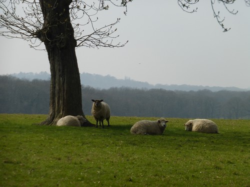 Sheep snoozing 