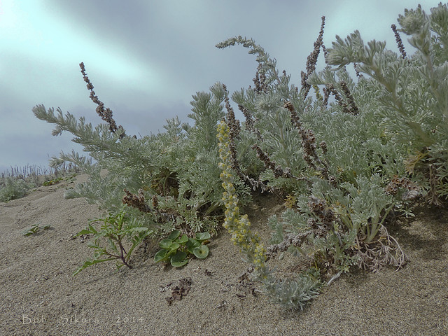 Artemisia pycnocephala_Beach Sagewort_0093