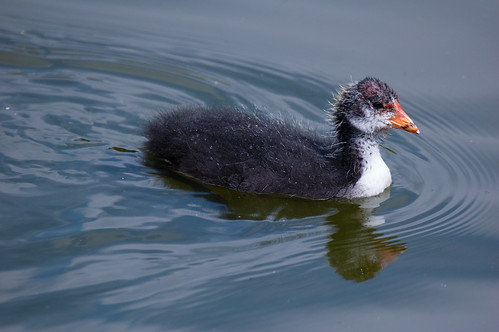 Young coot with water droplets