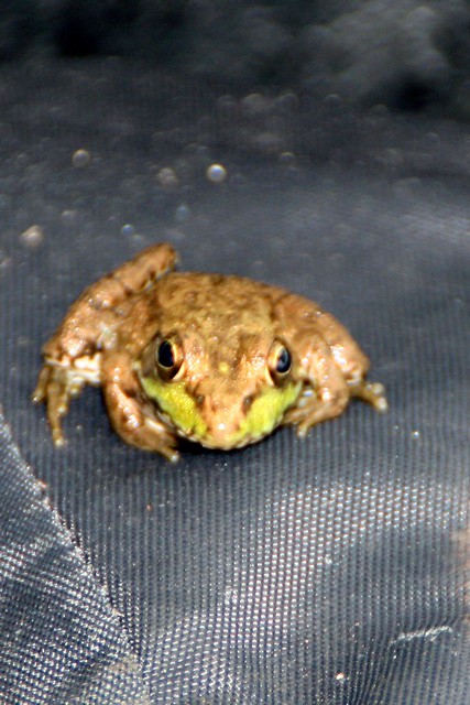 Green Frog (Rana clamitans) face on, Patterson Lake, Livingston County, Michigan