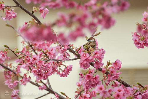 japan cherry japanese blossom sparrow cherryblossom sakura nihon suzume