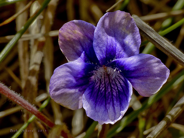 Viola adunca_Dog Violet_1839