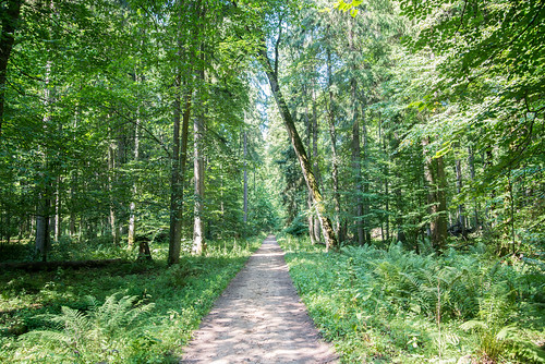 polonia foresta bialowieza forest bialowiezanationalpark parco park parconazionale 2015 madgrin poland białowieża podlaskie pol