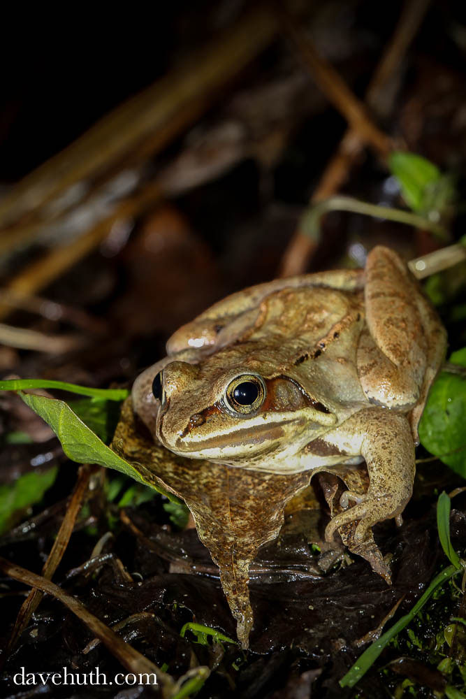 Wood Frog (Rana [Lithobates] sylvatica) - at the edge of a vernal pool, spring breeding migration