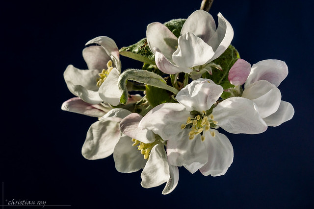 Douceur du printemps (pommier / Apple blossom)