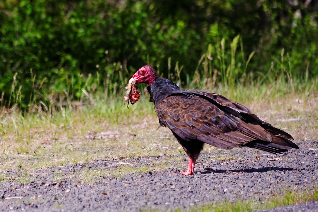 Turkey Vulture with Road Kill Ground Squirrel, Wilderness Gateway, ID