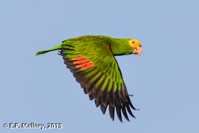 2015-03-22 TEC-1228 Yellow-headed Parrot - E.P. Mallory