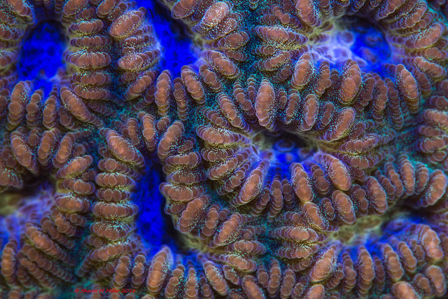 Coral of the Ryukyu Islands - Nightsea