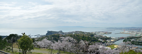 japan cherry 桜 cape seashore 海 和歌山 岬 灯台 雑賀崎 和歌の浦