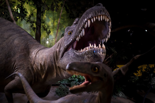 dinosaur paleontology drumheller prehistoric royaltyrrellmuseum albertosaurus cretaceousalbertaexhibit