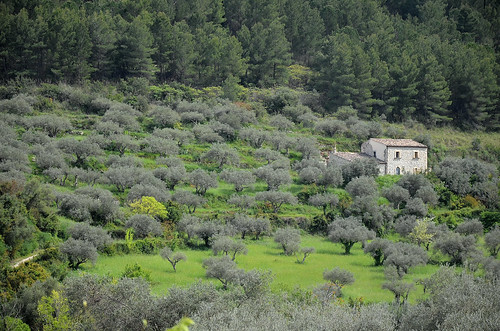 chiesa ricotta campagne sicilia ulivo scalinata paese vizzini