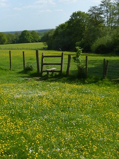 Buttercup stile near Pluckley Sutton Valence to Pluckley walk