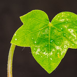 Klimop Leaf