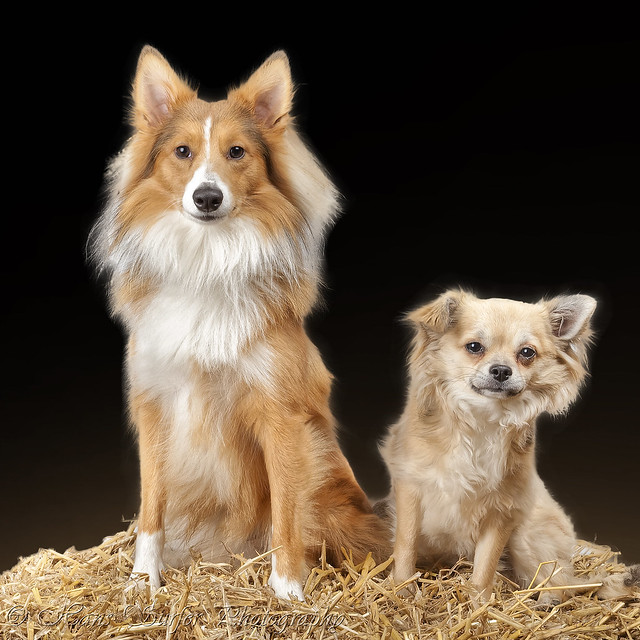 A Shelti and a Chihuahua