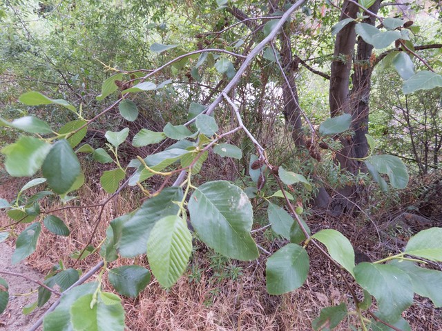 Betulaceae, Alnus rhombifolia, White Alder