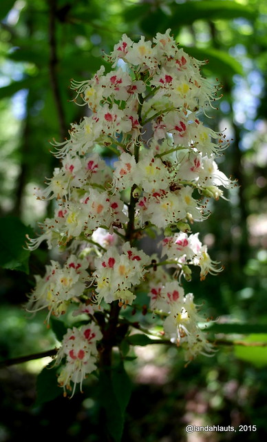 Aesculus hippocastanum l. - Flor del Castaño