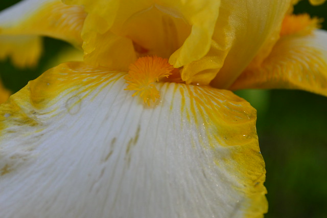 Irises 4