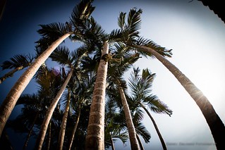 Mesma foto, novo ângulo #70 #dslr #canont5i #palmeira #projeto365 #fisheye