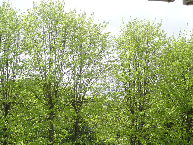 Spring, in London across my window