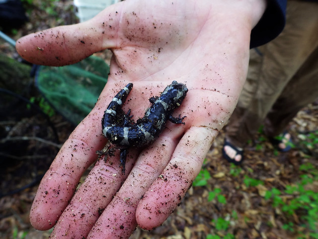 Marbled Salamander