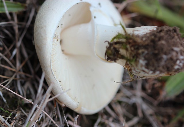Leucoagaricus leucothites (White Dapperling)