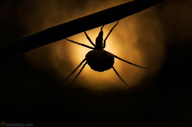 Spider Lamp