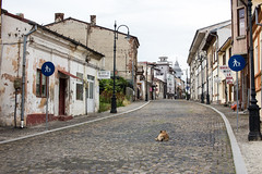 A dog resting in the streets of Slatina