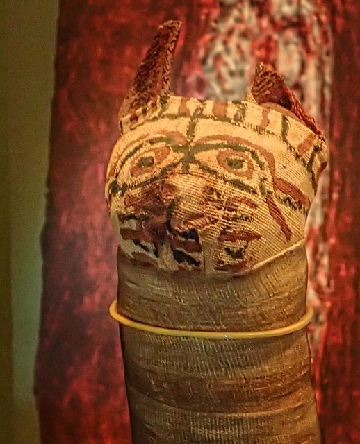 Closeup of the head of a Mummy bundle in the shape of a cat containing only parts of a kitten 332-30 BCE