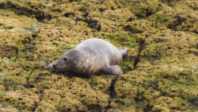 Lone seal, Ravenscar