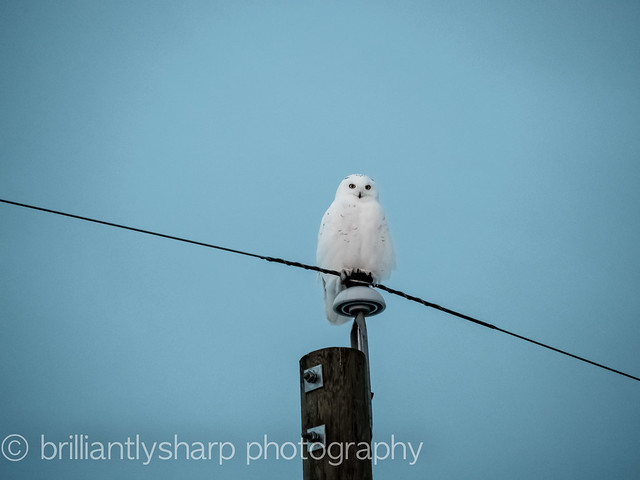 Snowy Owl Portrait Session Jan 27.