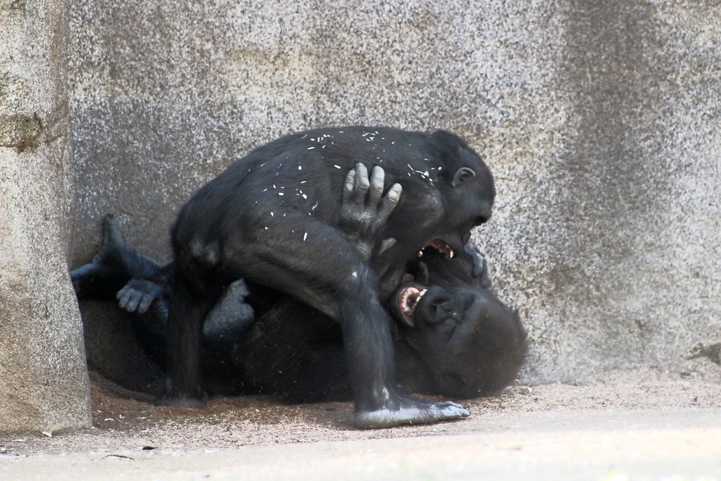 Wrestling  Apes