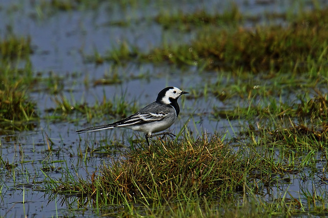 Pied Wagtail 2015-04-11_01
