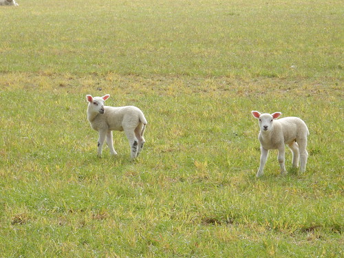 Lambs Baldock Circular