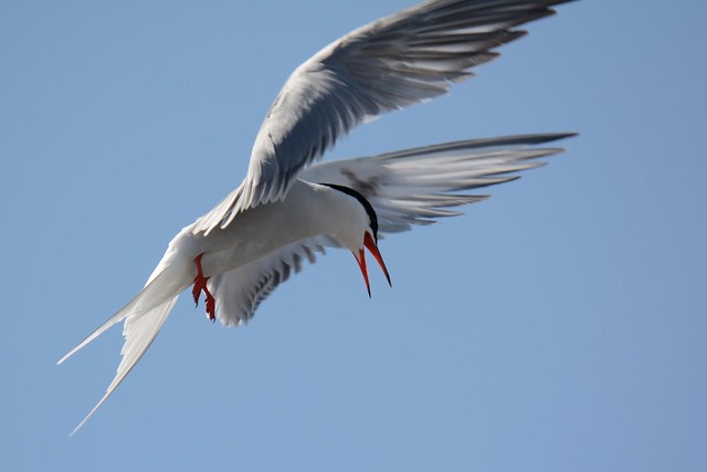 Visdiefje-Common Tern (Sterna hirundo)