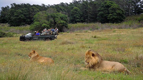 Langeberg game drive safari